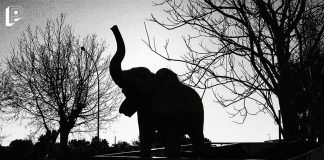 Il mistero della delibera sui circhi con animali Circo Petrolio animali elefante